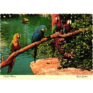 Colorful Macaws Busch Gardens Vintage Postcard Circa 1972 Tampa Florida